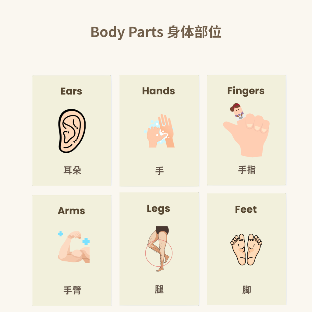 My Body Parts Flash Cards | Bilingual English Chinese | 16 Learning Cards for Toddlers | Printable A4 | Instant Download